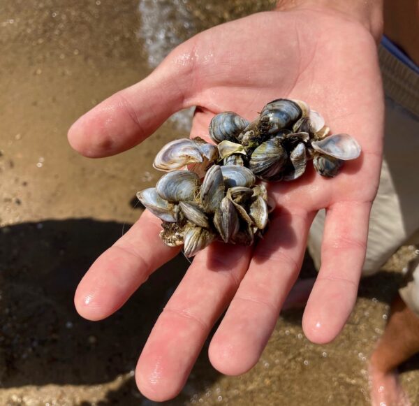 Peut-on éradiquer la moule zébrée une fois qu’elle est entrée dans un lac?